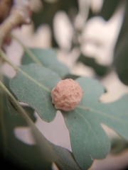 Cynips conspicuus