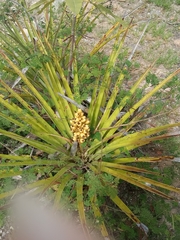 Bromelia laciniosa