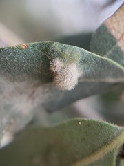 Aceria trichophila