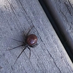Araneae