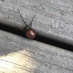 Araneae