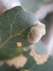 Aceria trichophila