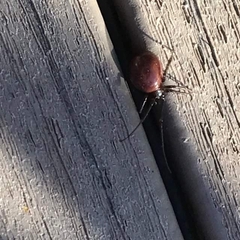 Araneae