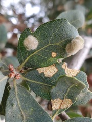 Aceria trichophila