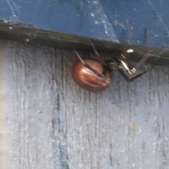 Araneae