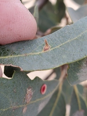 Andricus opertus