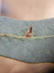 Andricus opertus