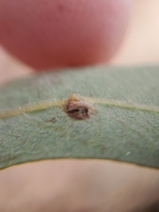 Andricus opertus