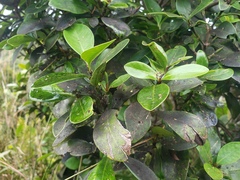 Psychotria maricaensis