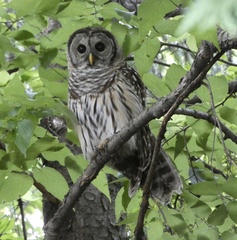 Strix varia