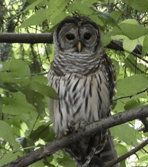Strix varia