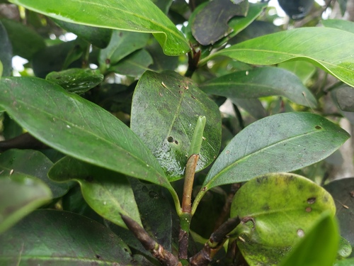 Psychotria maricaensis
