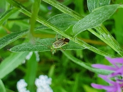 Adelphocoris quadripunctatus