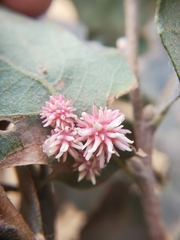 Cynips quercusechinus
