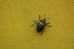 Cypherotylus californicus