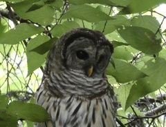Strix varia