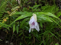 Thunia alba bracteata