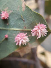 Cynips quercusechinus