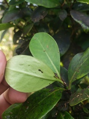 Psychotria maricaensis