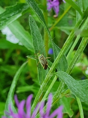 Adelphocoris quadripunctatus