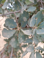 Erysiphe alphitoides