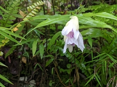 Thunia alba bracteata