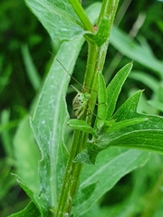 Adelphocoris quadripunctatus