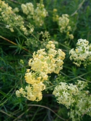 Galium