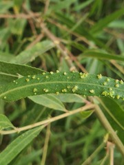 Aculus tetanothrix