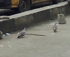 Columba guinea