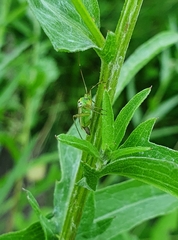 Adelphocoris quadripunctatus