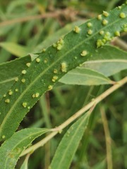 Aculus tetanothrix