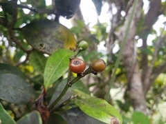 Psychotria maricaensis