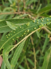 Aculus tetanothrix
