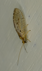 Hemerobius humulinus