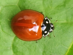 Cycloneda