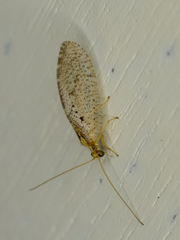 Hemerobius humulinus