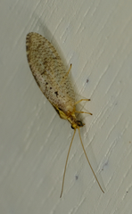 Hemerobius humulinus