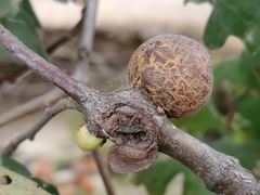 Andricus quercuscalifornicus