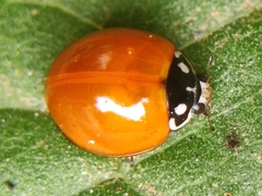 Cycloneda