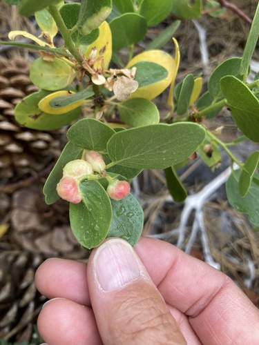 iNaturalist observation photo of Manzanita Leafgall Aphid
