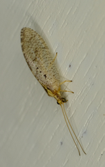 Hemerobius humulinus