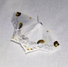 Sericoptera mahometaria