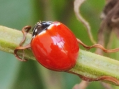 Cycloneda