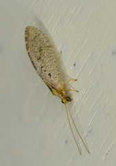 Hemerobius humulinus