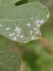 Erysiphe alphitoides