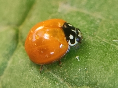 Cycloneda