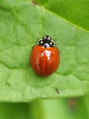 Cycloneda