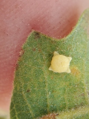 Cynipini