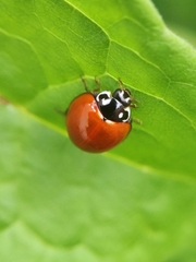 Cycloneda